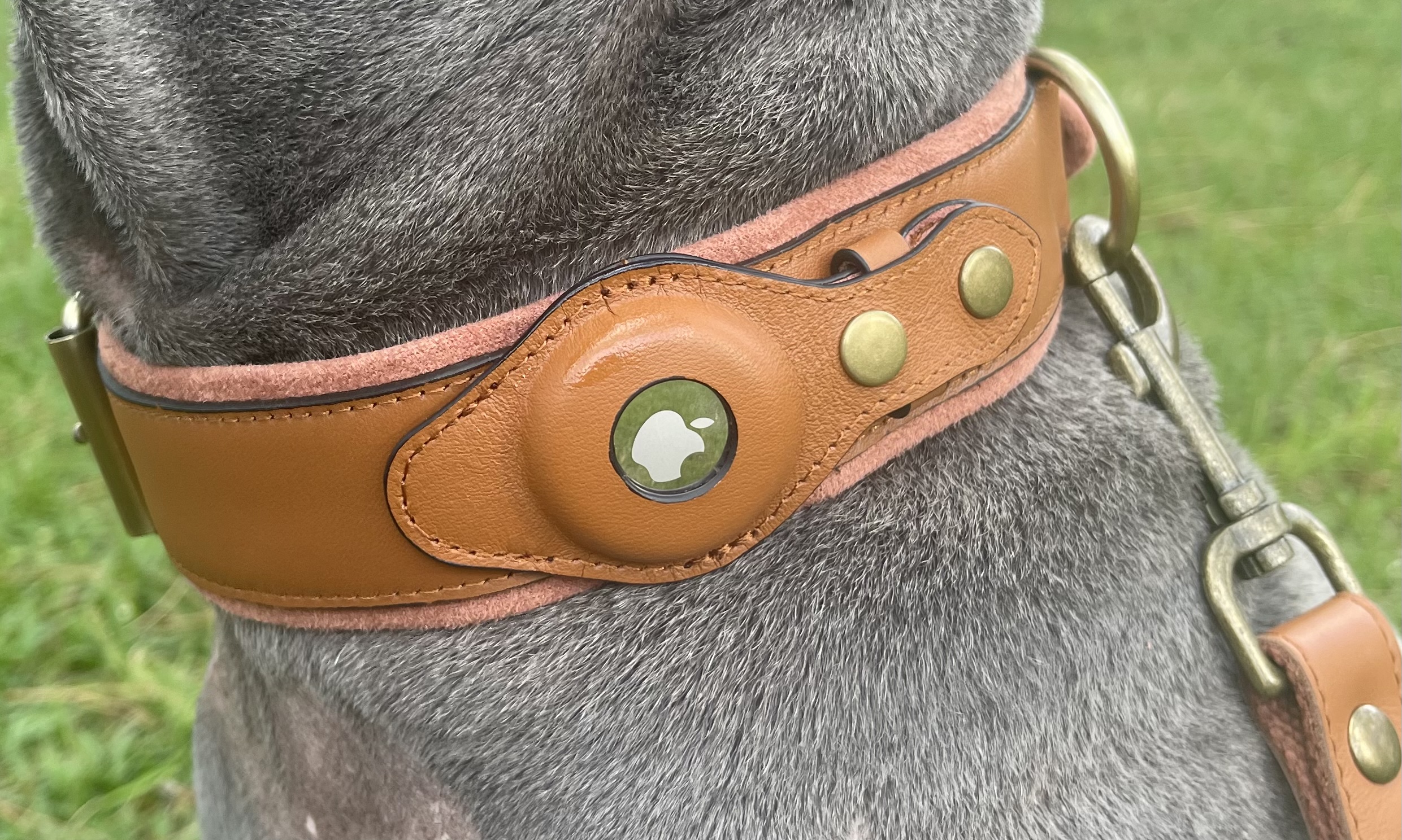Genuine Leather Dog Collar with air tag holder. - Pet Colony USA
