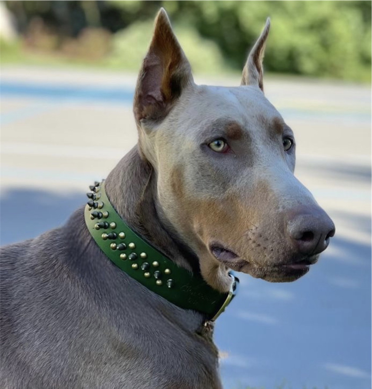 1.5” wide luxurious leather sharp spike studded dog collar - Pet Colony USA