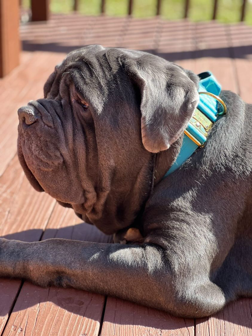 Â£500,000 Ruff Diamonds Dog Collar: Harrods Pet Exclusive