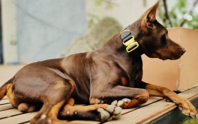 The Ultimate Guide to Choosing and Using Big Dog Collars