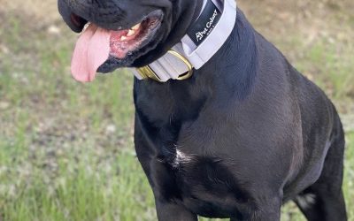 The Ultimate Guide to Choosing and Using Big Dog Collars